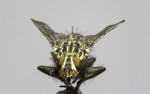 Close-up fly