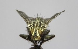 Close-up fly