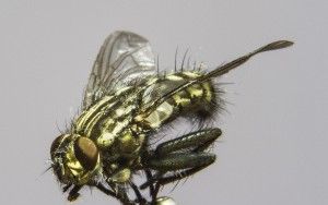 Close-up fly