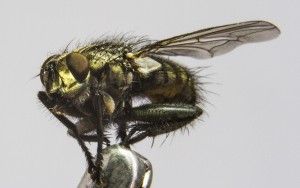 Close-up fly