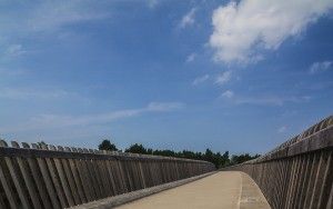 Bridge near Oostvaardersplassen