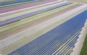 Flower fields by drone