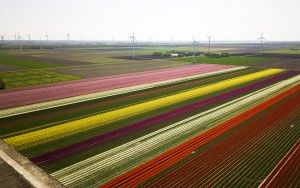 Tulip fields by drone near Almere