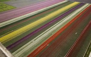 Tulip fields by drone near Almere