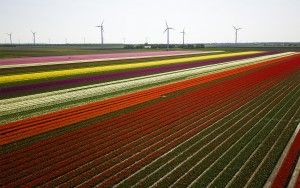 Tulip fields by drone near Almere