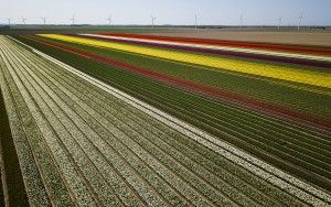 Tulip fields by drone near Almere