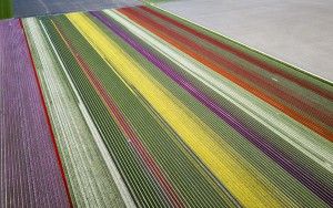 Tulip fields by drone near Almere