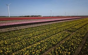 Tulip fields by drone near Almere