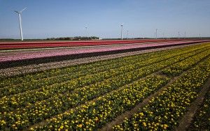 Tulip fields by drone near Almere