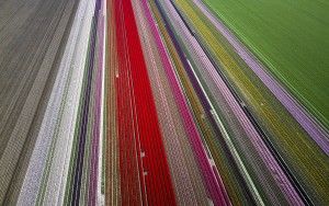 Tulip fields by drone near Almere