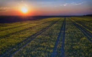 Sunset over colza / rapeseed field