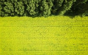 Rapeseed from the air