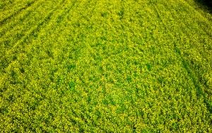 Rapeseed from the air