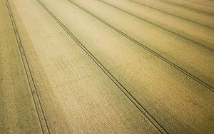 Field of wheat from my drone