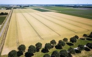 Wheat field from my drone