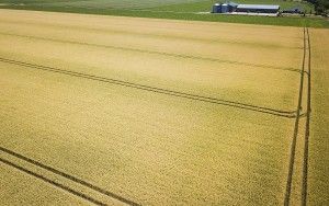 Wheat field from the sky