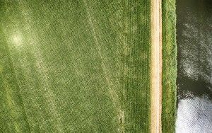 Rows of corn from my drone