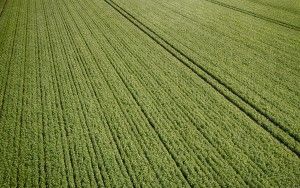 Potato field from my drone