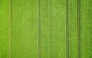 Potato field from my drone