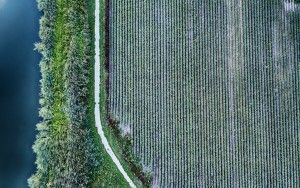 Patterns in a carrot field