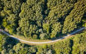 Late summer top-down drone picture of bending road