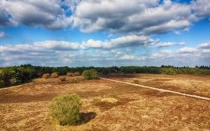 Tree on Bussumerheide