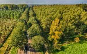 Autumn trees from my drone