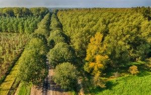 Autumn trees from my drone