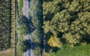 Trees from above