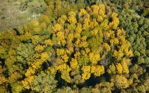 Autumn colours in the trees