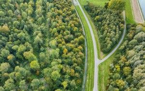 Some autumn trees from the sky