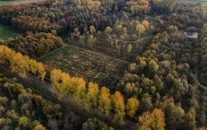 Yellow autumn trees