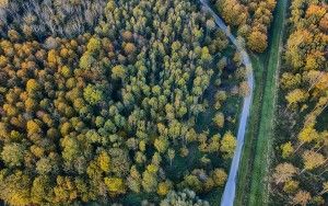 Autumn trees from my drone