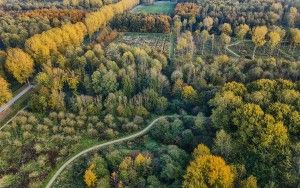 Autumn trees from my drone