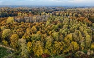 Autumn trees from my drone