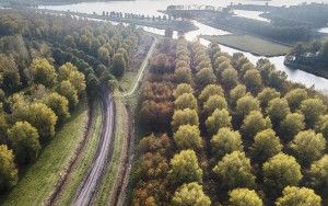Rows of autumn coloured trees from my drone