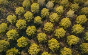 Top-down drone picture of autumn trees