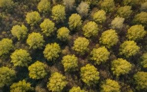 Top-down drone picture of autumn trees