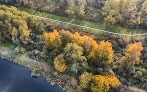 Autumn trees from my drone