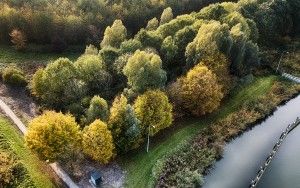 Autumn trees from my drone