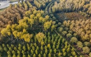 Autumn colours from my drone