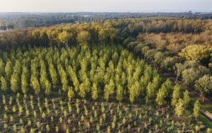 Layers of coloured trees from my drone