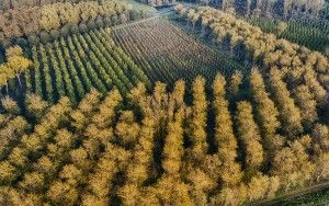 So many trees from my drone