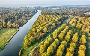 Autumn trees from my drone