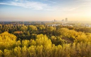 Autumn coloured trees from my drone