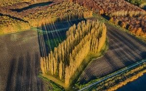 Long shadows at De Groene Kathedraal