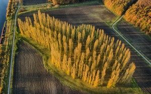 Autumn colours at De Groene Kathedraal