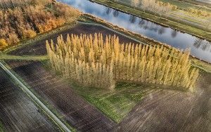 Drone picture of De Groene Kathedraal in autumn