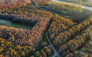 Autumn trees from my drone