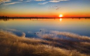 Geese and swans during sunset